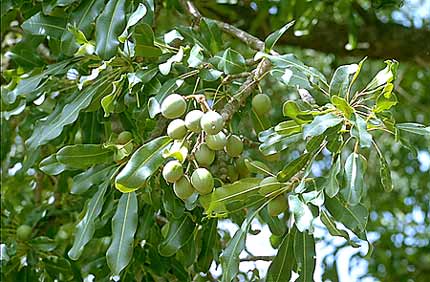 De noten karite boom van de boom.